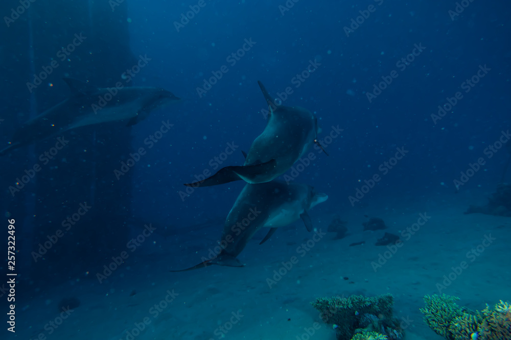 Dolphins swimming in the Red Sea, Eilat Israel Dolphins swimming in the Red Sea, Eilat Israel
