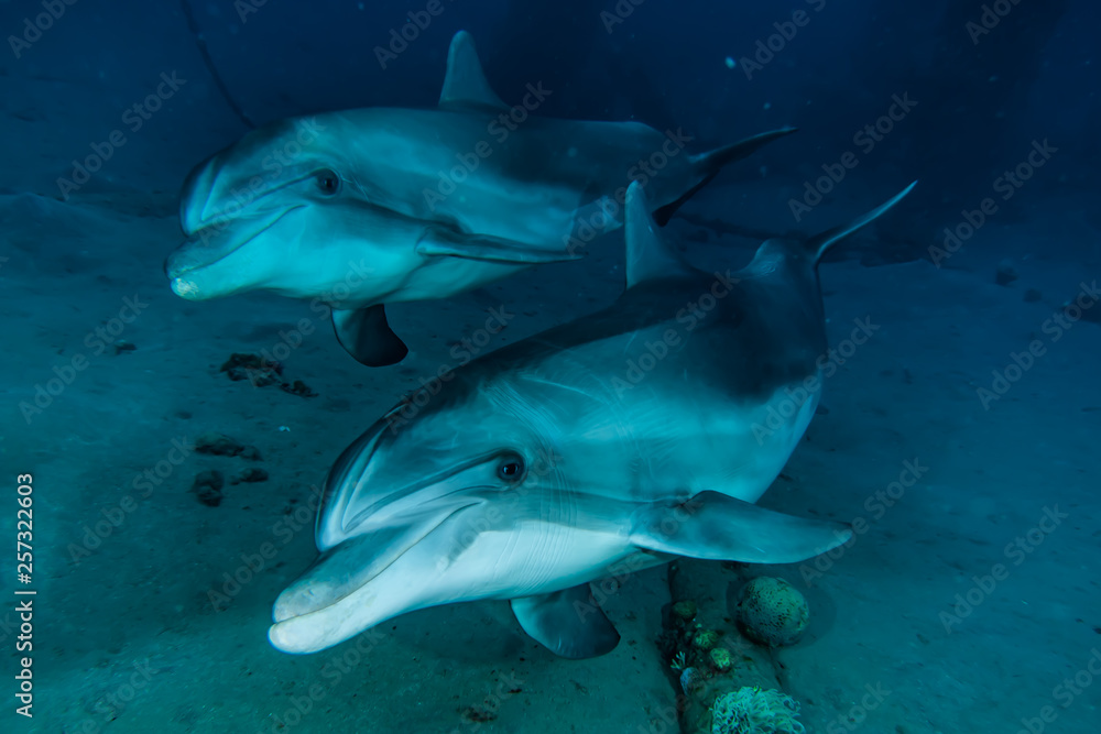 Fototapeta premium Dolphins swimming in the Red Sea, Eilat Israel