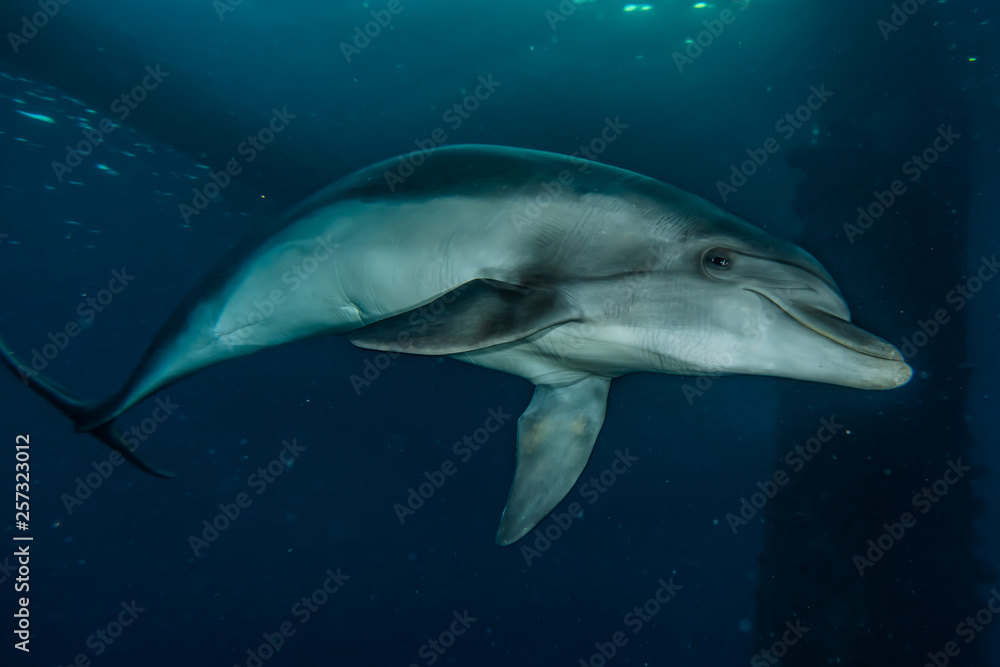 Dolphin swimming with divers in the Red Sea, Eilat Israel Dolphin swimming with divers in the Red Sea, Eilat Israel