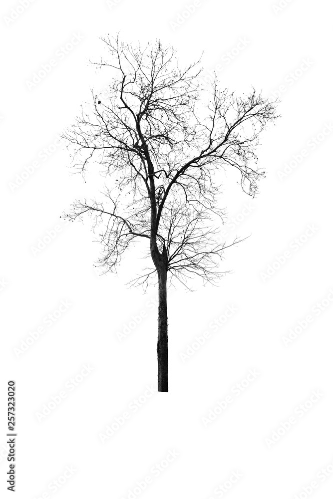 Fototapeta premium dead tree isolated on white background