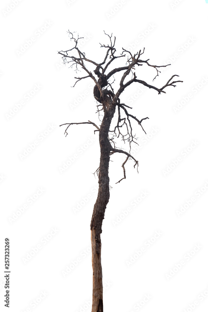 Fototapeta premium dead tree isolated on white background
