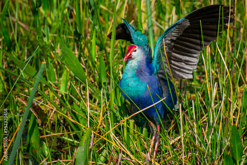Colorful Bird Swamp Hen