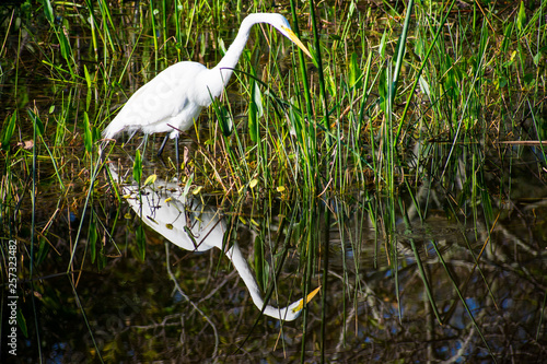 White Egret with Reflection