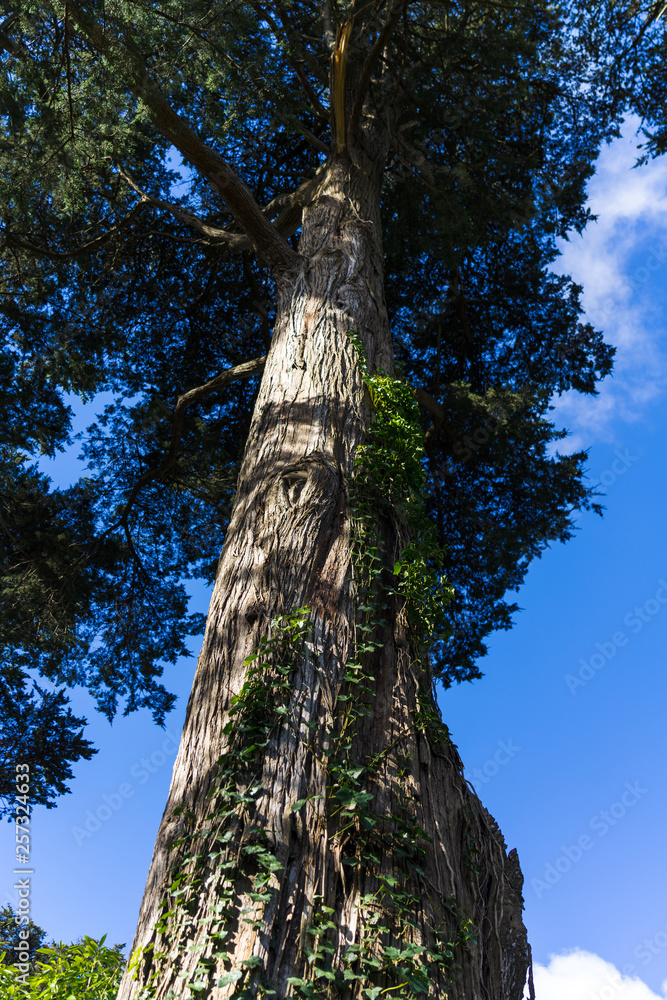 Fototapeta premium blue sky and tree