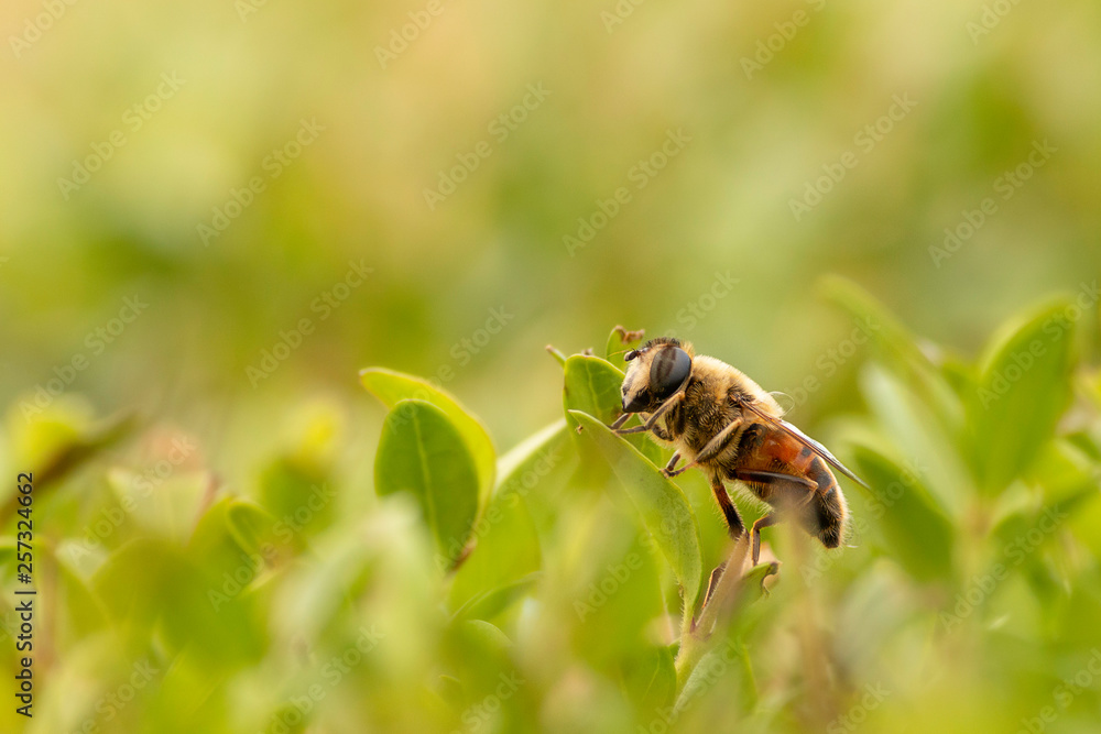 bee on flower bee on flower