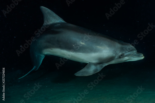 Dolphin swimming  in the Red Sea  Eilat Israel