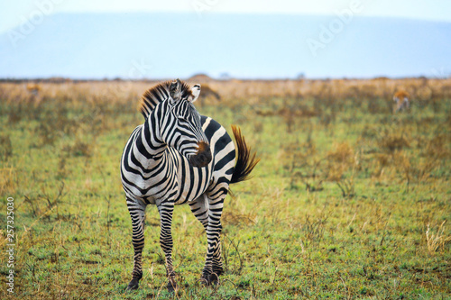 Zebra vor wundersch  ner gr  ner Umgebung