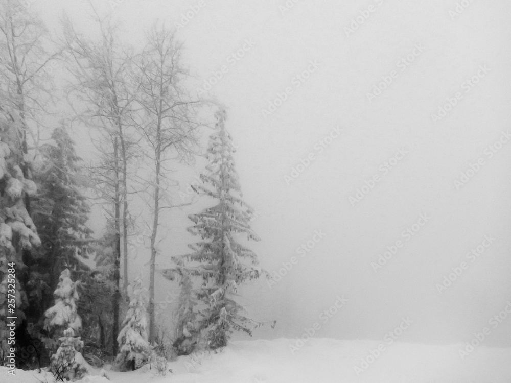 Obraz premium Snowy Scene Pine and Birch Trees in snow room for copy on white background- Black and White