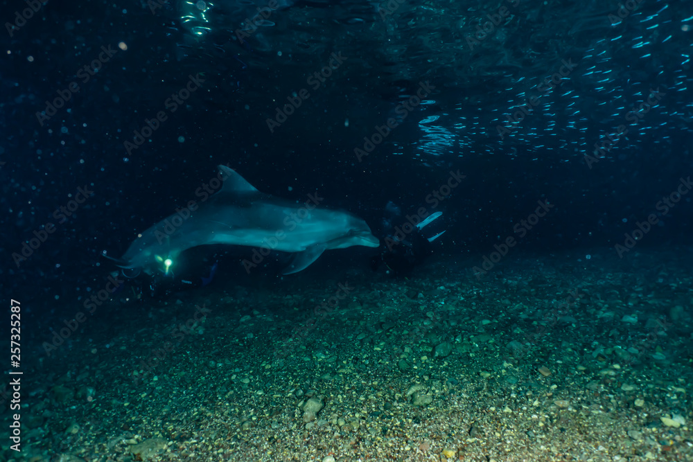 Dolphin swimming in the Red Sea, Eilat Israel Dolphin swimming in the Red Sea, Eilat Israel