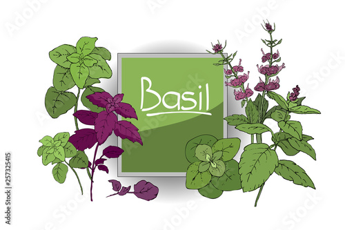 Vector set of basil plant. 