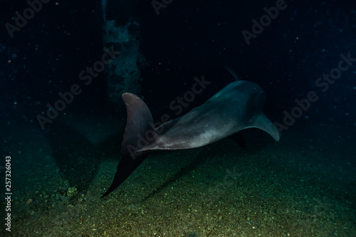 Dolphins swimming in the Red Sea  Eilat Israel 