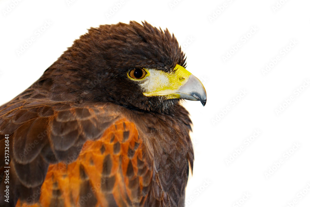 Obraz premium Image of red hawk on white background. Birds. Wild Animals.
