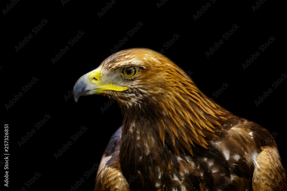 Image of golden hawk on black background. Birds. Wild Animals. Image of golden hawk on black background. Birds. Wild Animals.