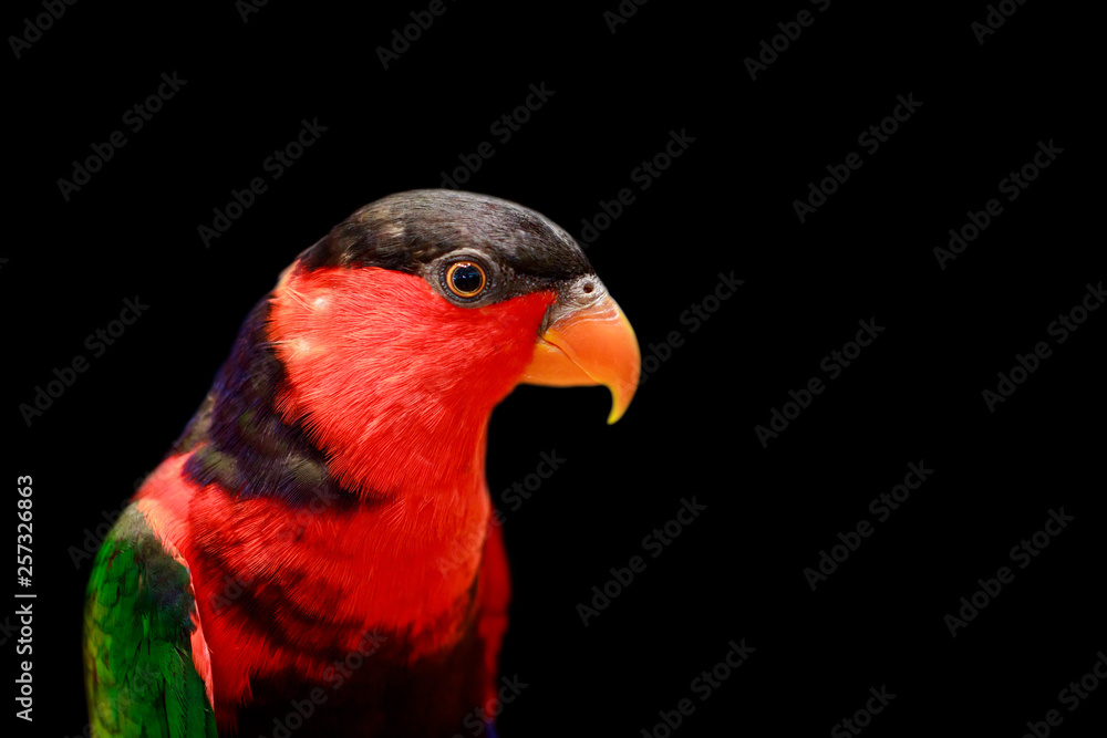 Image of parrot on black background. Birds. Wild Animals.