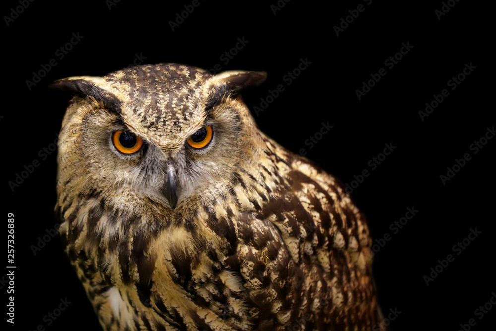 Fototapeta premium Image of an owl on black background. Birds. Wild Animals.