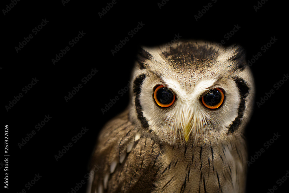 Fototapeta premium Image of an owl on black background. Birds. Wild Animals.