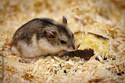 Image of hamster eating food. Pet. Animals.