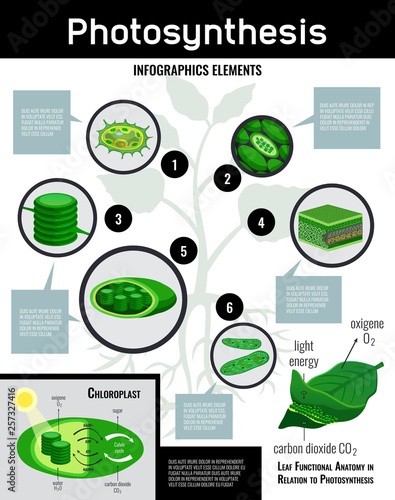 Biological Photosynthesis Infographic Poster