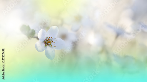 Beautiful macro shot of magic flowers. Border art design. Magic light.Extreme close up macro photography.Conceptual abstract image.Spring Nature Background.Fantasy Art.Creative Wallpaper..