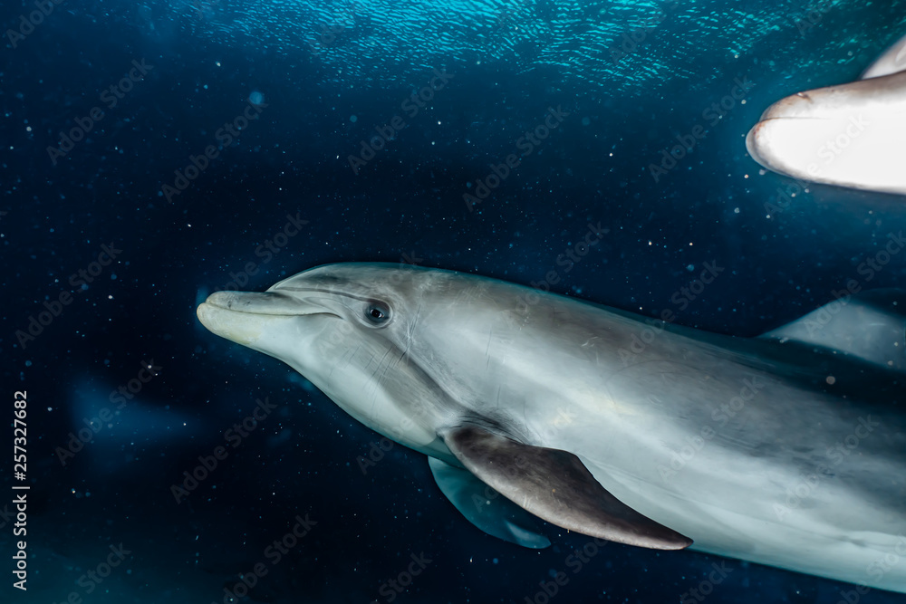 Fototapeta premium Dolphin swimming in the Red Sea, Eilat Israel
