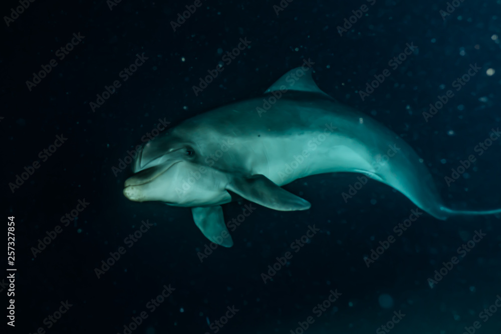 Naklejka premium Dolphin swimming in the Red Sea, Eilat Israel