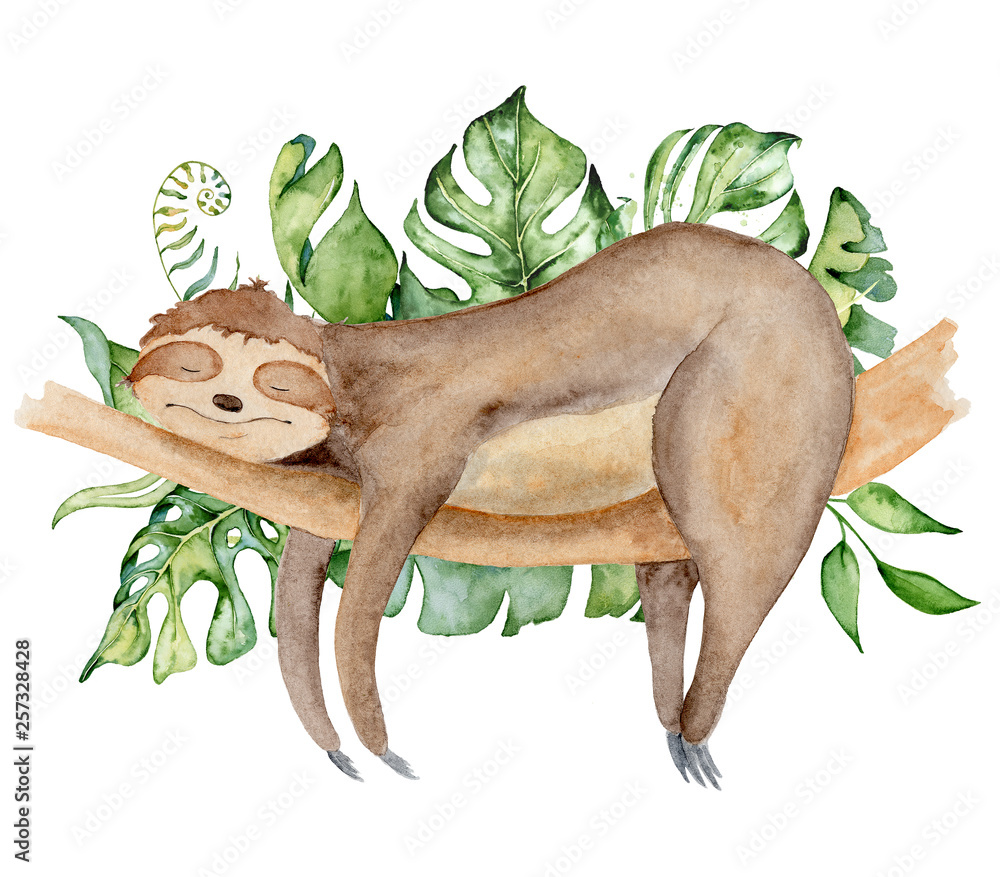 Fototapeta Sloth bear watercolor illustration with tropical leaves sleeping on a branch