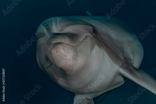 Dolphin swimming in the Red Sea  Eilat Israel