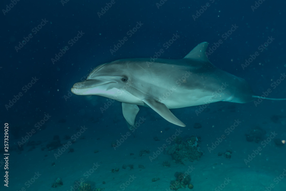 Obraz premium Dolphin swimming in the Red Sea, Eilat Israel