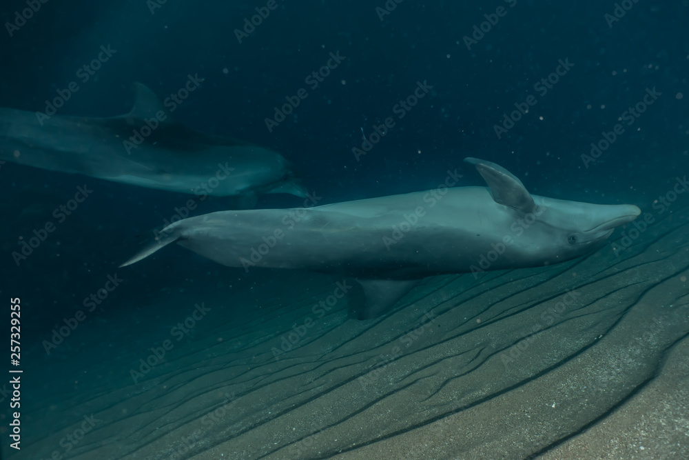 Fototapeta premium Dolphins swimming in the Red Sea, Eilat Israel 