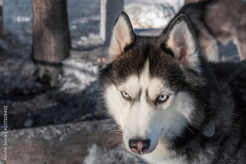 Siberian husky dog with blue eyes in winter forest