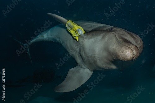 Dolphin swimming in the Red Sea, Eilat Israel