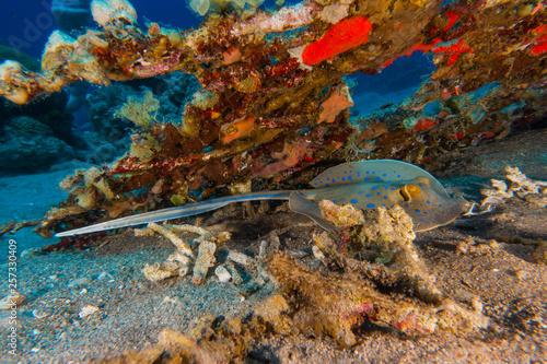 Blue spotted stingray On the seabed in the Red Sea