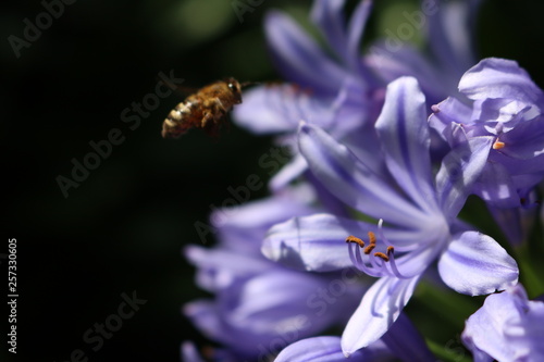 Purple Flower Bee Hovering
