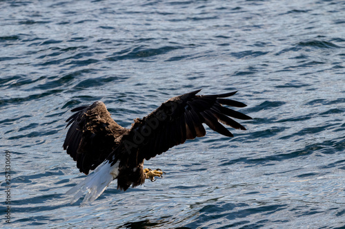 Bald eagle diving at water