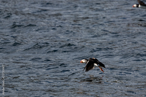 Puffin taking off from the water