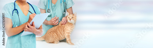 Veterinarian doctor with cat in veterinary clinic.