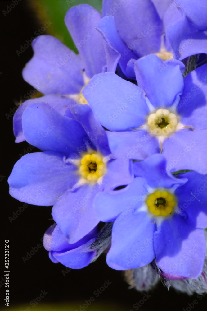 forget me not flower forget me not flower