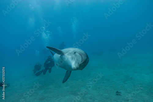 Dolphin swimming in the Red Sea, Eilat Israel © yeshaya