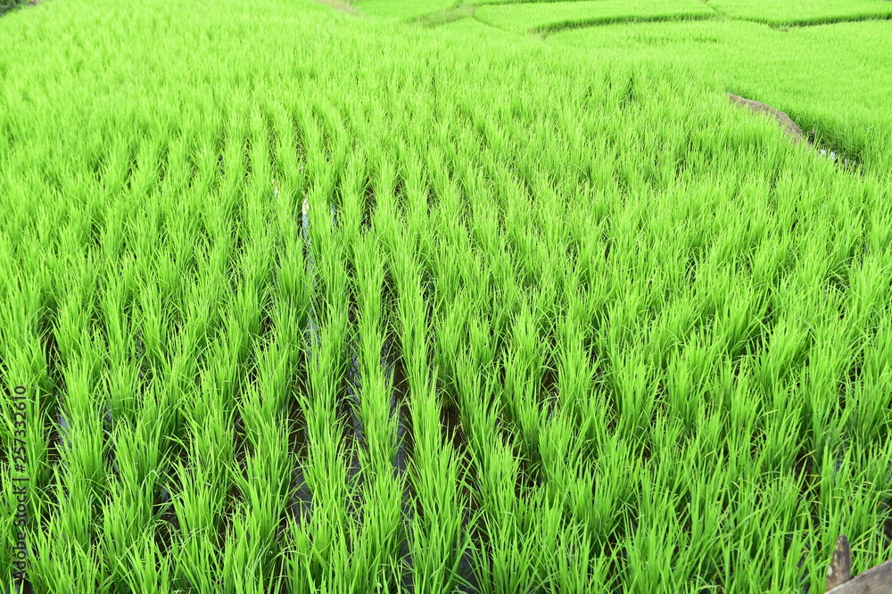 close up of ripening rice in a paddy field close up of ripening rice in a paddy field