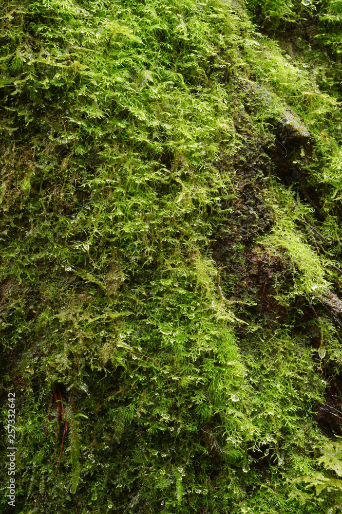 Obraz premium close up of texture of tree bark with moss