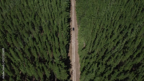 Black car driving through pine forest shot from above photo