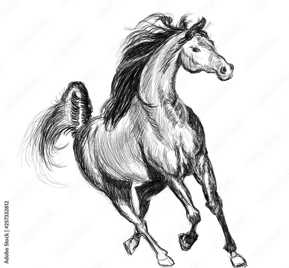 Fototapeta horse hand drawn illustration,art design
