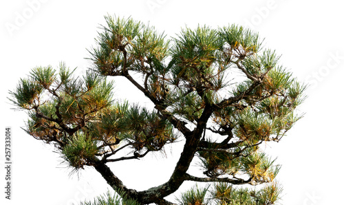 Japanese pine tree in the park, Isolated on white background