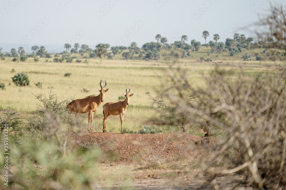 Damaliscus in Murchison Falls in Uganda Damaliscus in Murchison Falls in Uganda