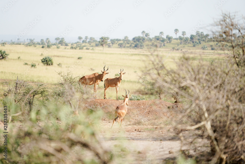Naklejka premium Damaliscus in Murchison Falls in Uganda