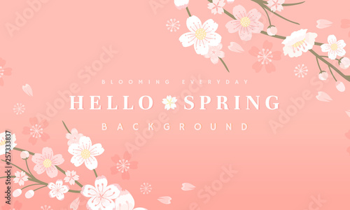 Cherry blossom background illustration