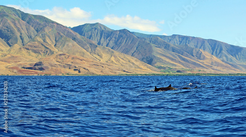 Group of wild dolphin, Maui, Hawaii