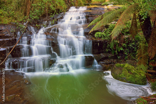 Fototapeta Naklejka Na Ścianę i Meble -  Tasmania Rain Forest