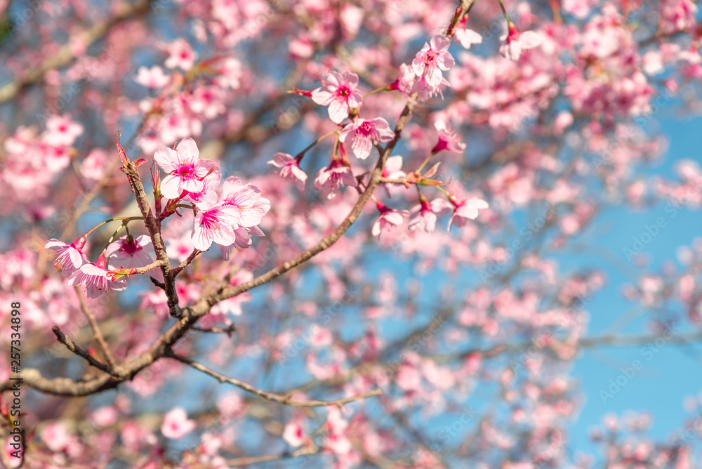 Beauty in nature of pink spring cherry blossom in full bloom under clear blue sky. Beauty in nature of pink spring cherry blossom in full bloom under clear blue sky.