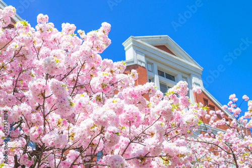 Beauty in nature of pink spring cherry blossom in full bloom  under clear blue sky at Japan Mint museam